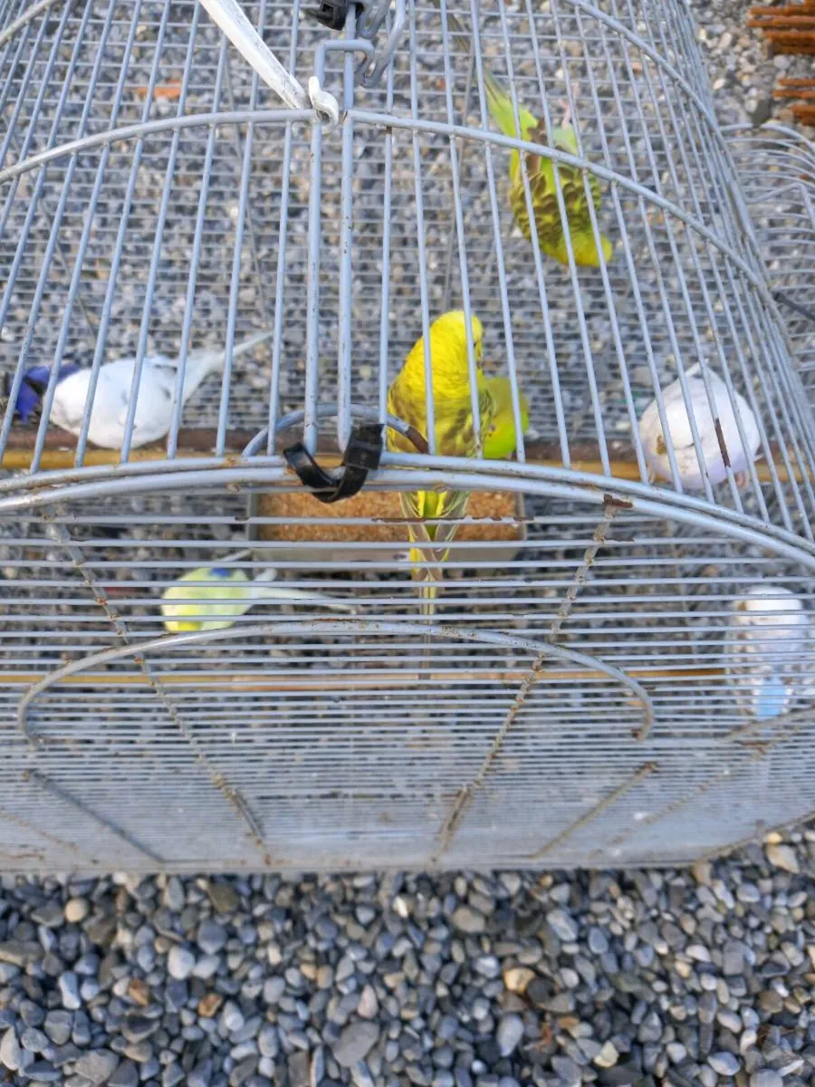 Hen budgies