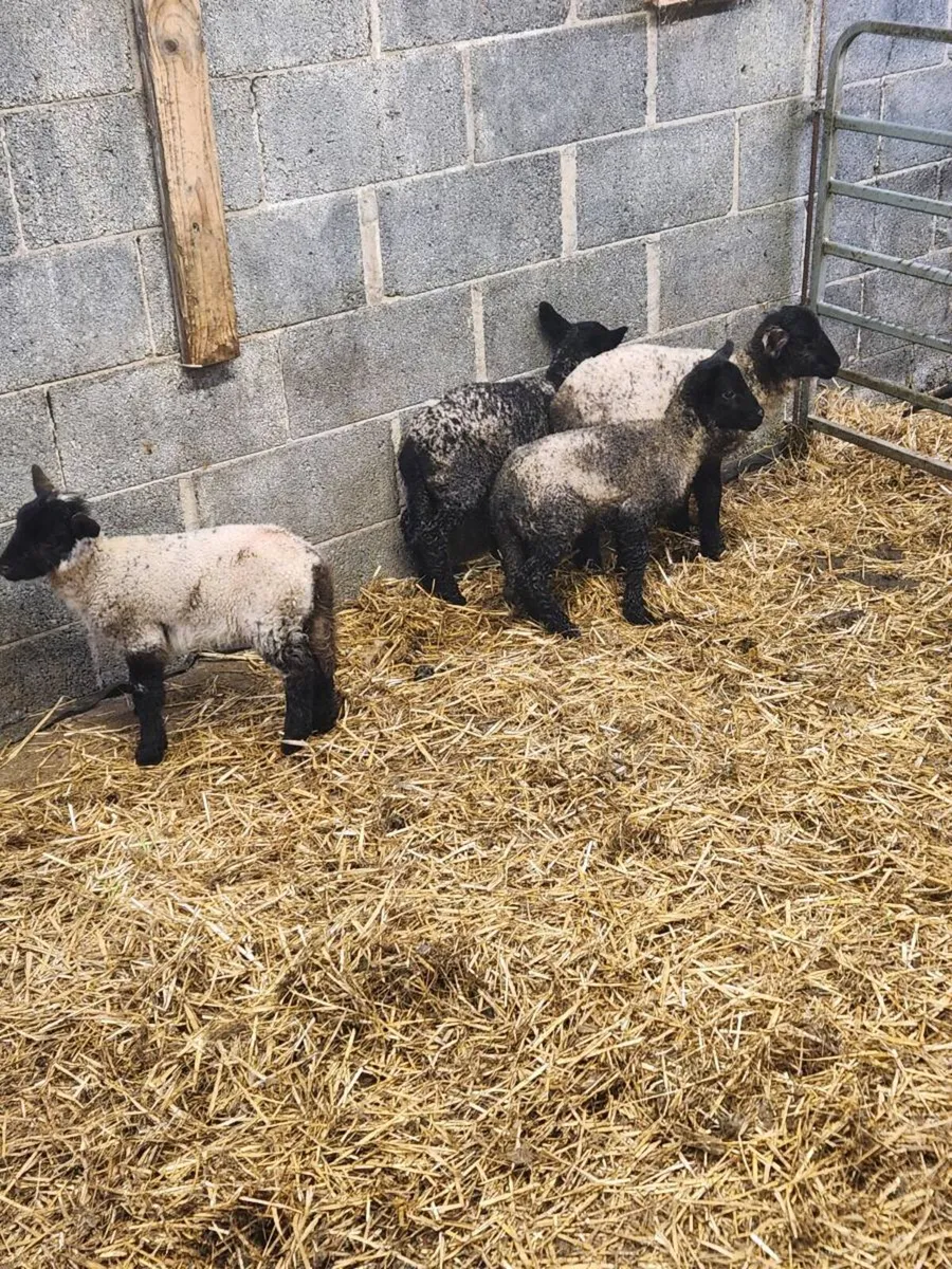 Foster lambs