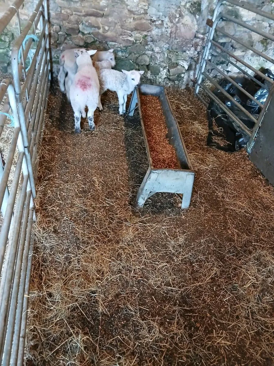 Foster lambs - Image 1