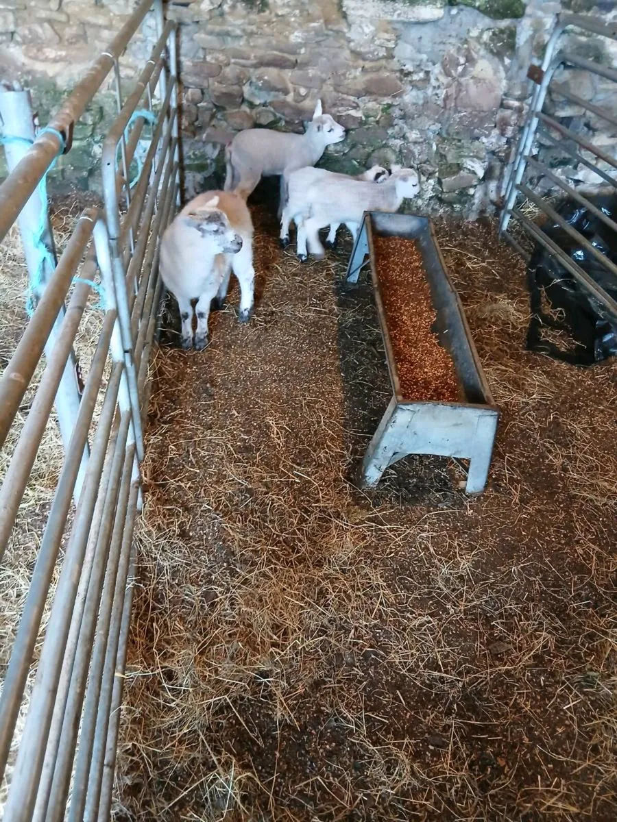 Foster lambs - Image 2