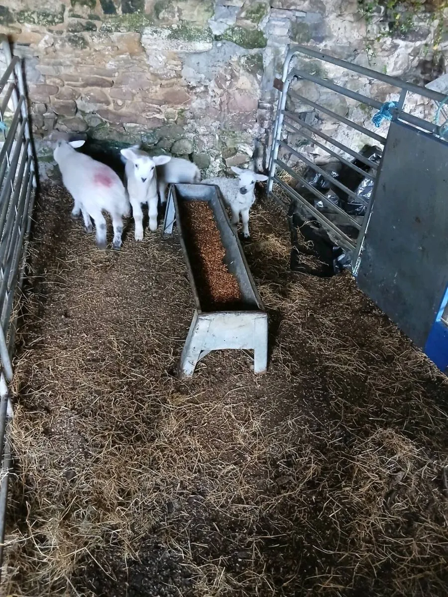 Foster lambs - Image 3
