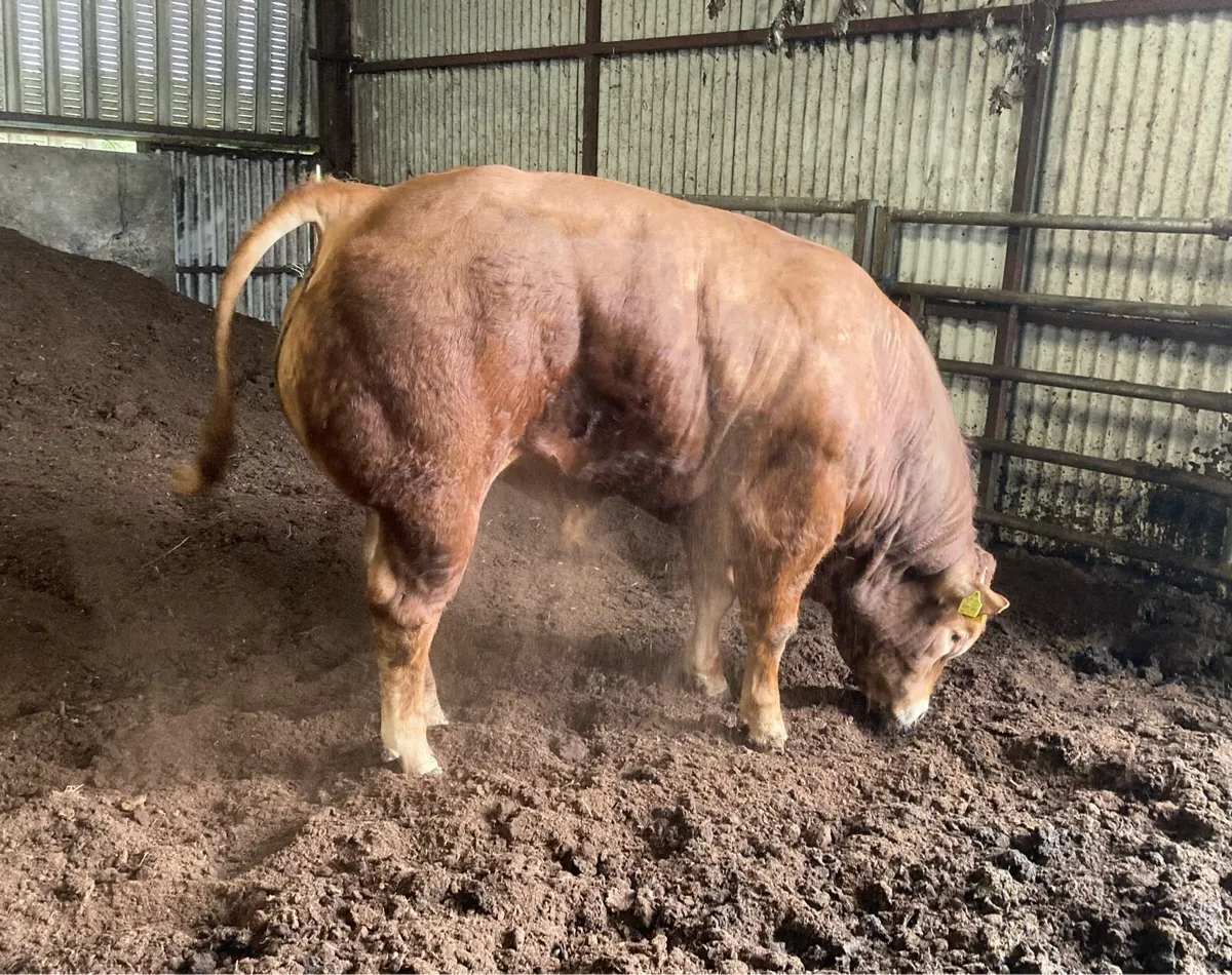 Limousin Bull For Sale - Image 1