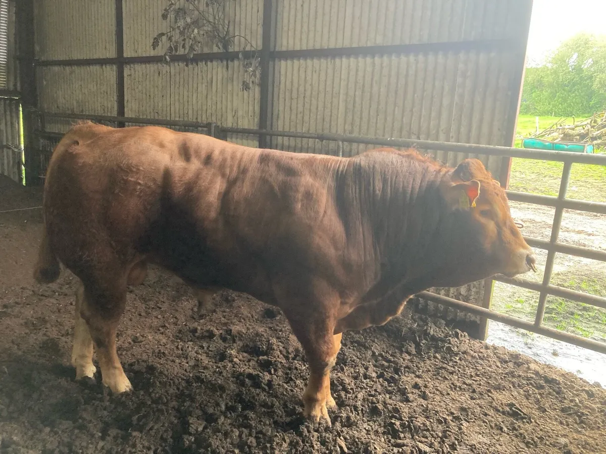 Limousin Bull For Sale - Image 2
