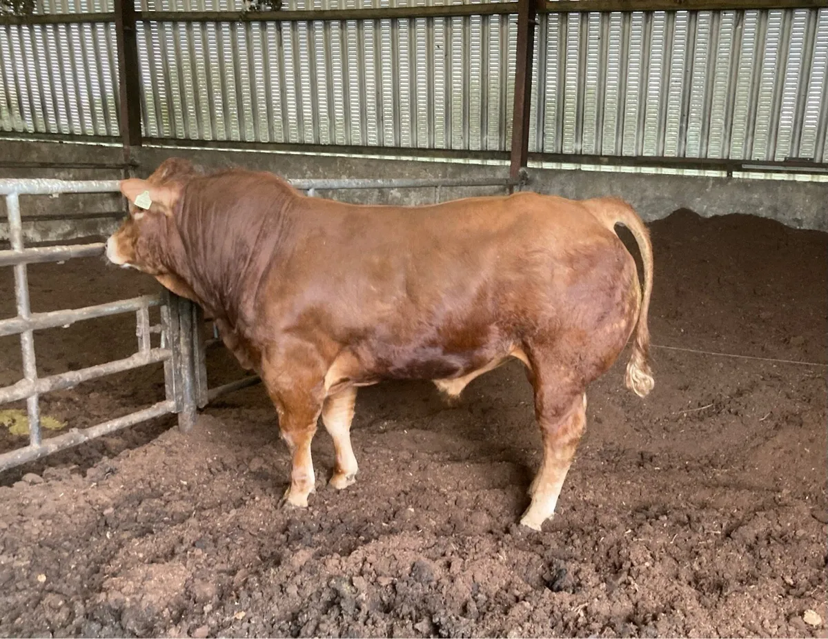 Limousin Bull For Sale - Image 3