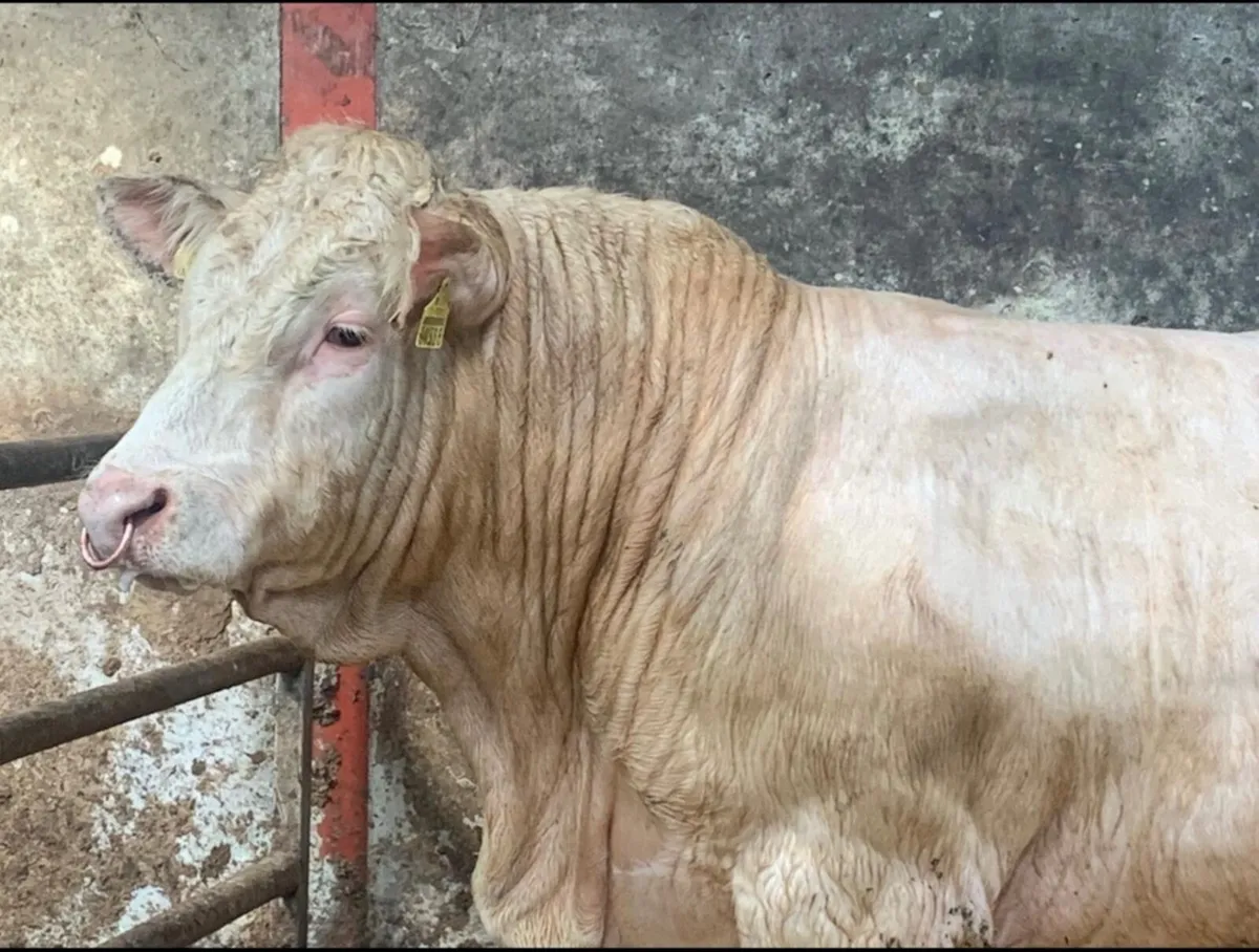 Pedigree Charolais Bulls & Heifers - Image 1