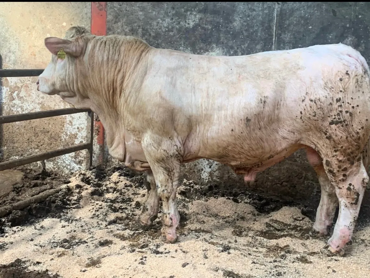 Pedigree Charolais Bulls & Heifers - Image 3