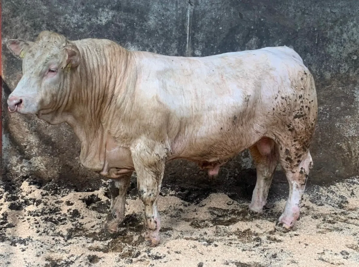 Pedigree Charolais Bulls & Heifers - Image 2