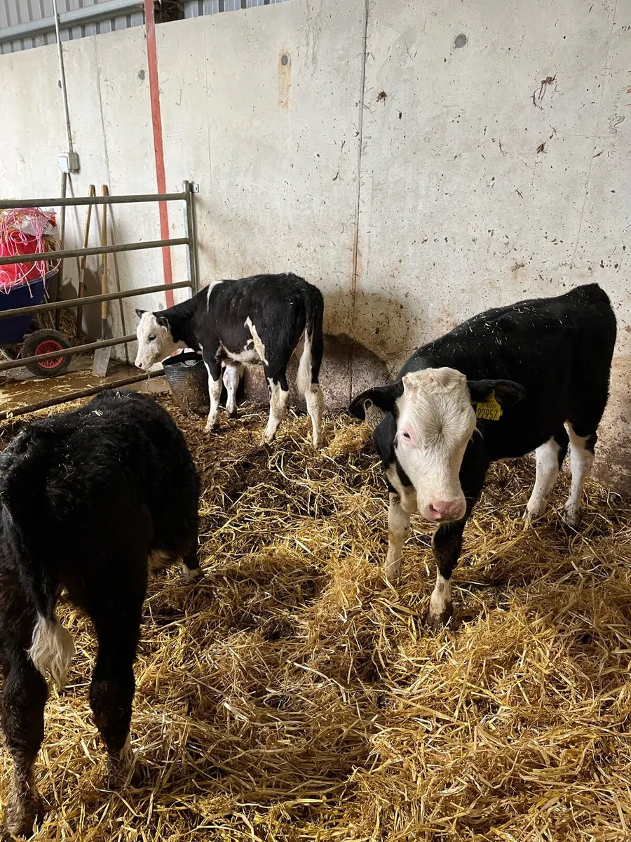 Calves - Image 1
