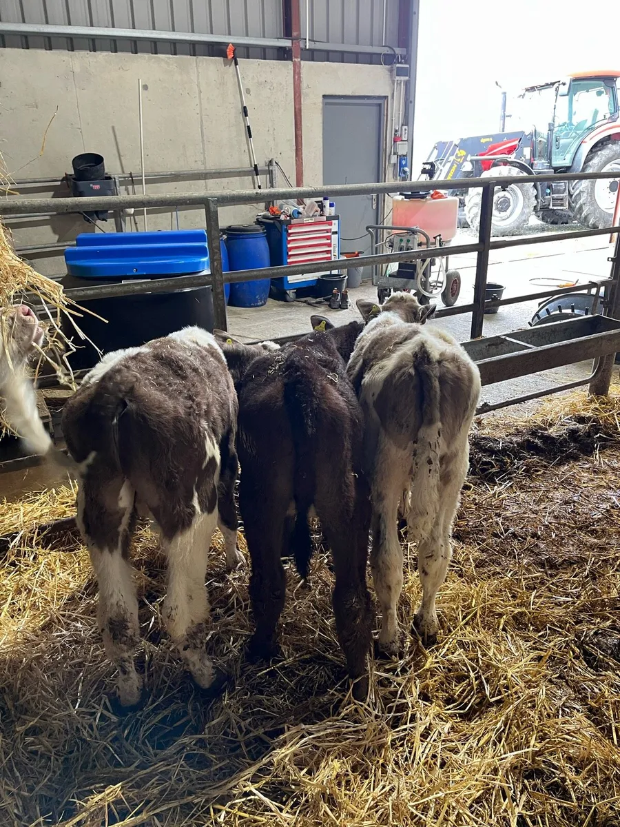 Calves - Image 2