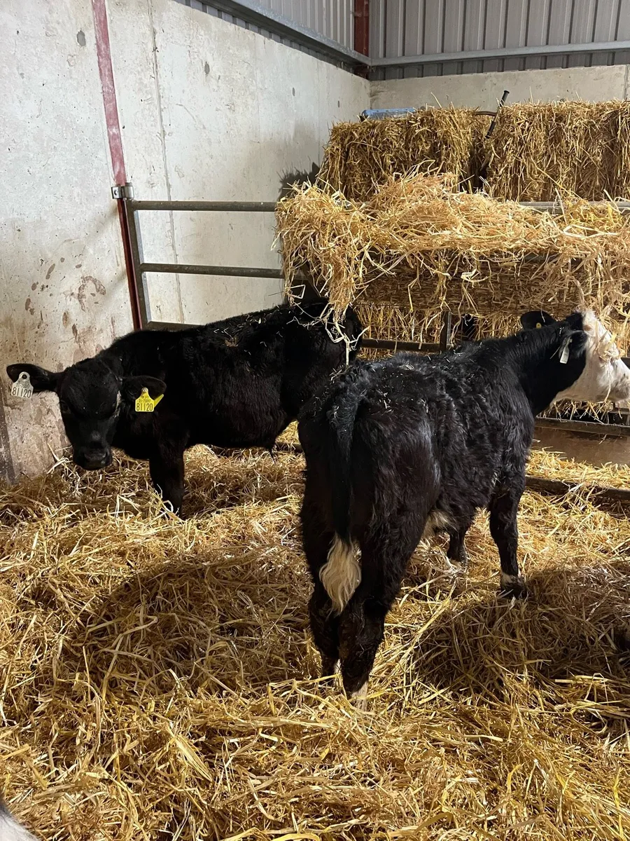 Calves - Image 3