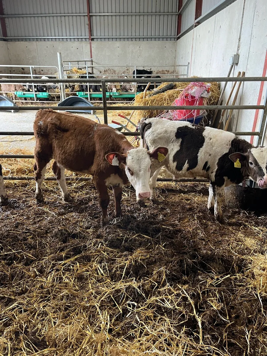 Calves - Image 4