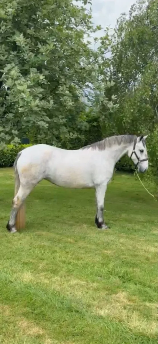 4yr old Connemara filly - Image 1