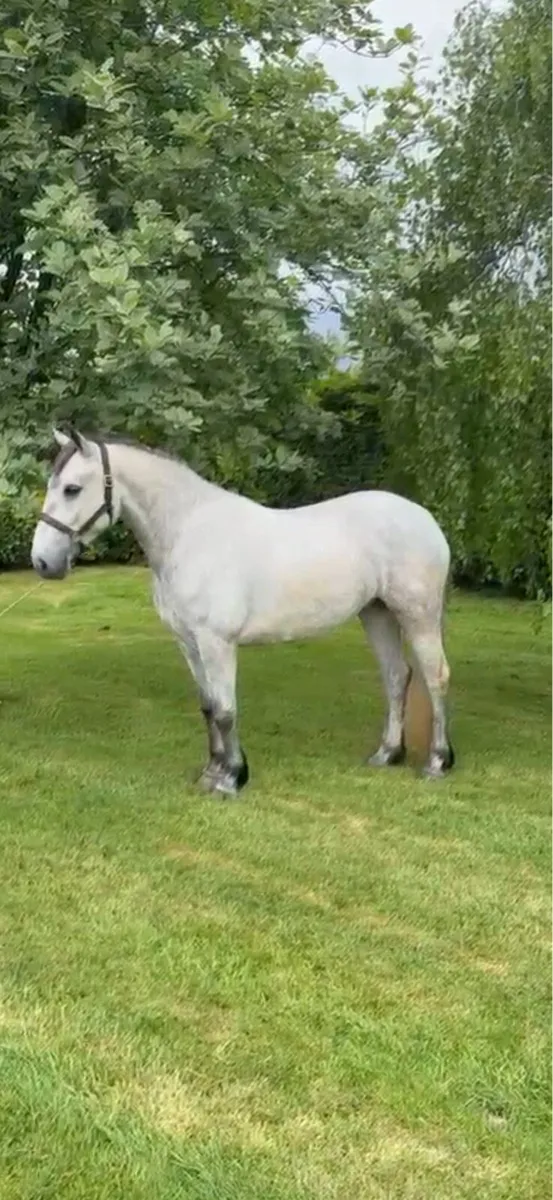 4yr old Connemara filly - Image 2