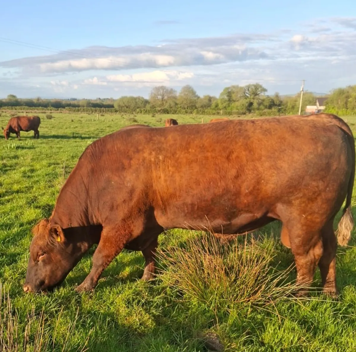 Pedigree Registered Red Angus Bull