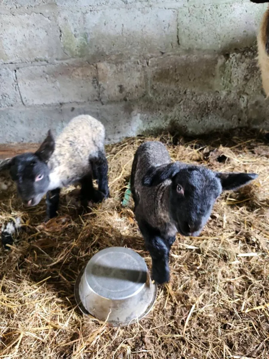 Foster lambs - Image 1