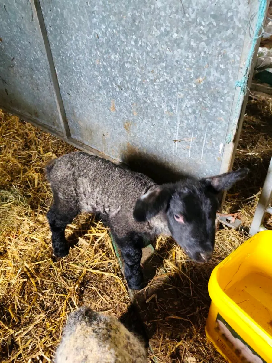 Foster lambs - Image 2