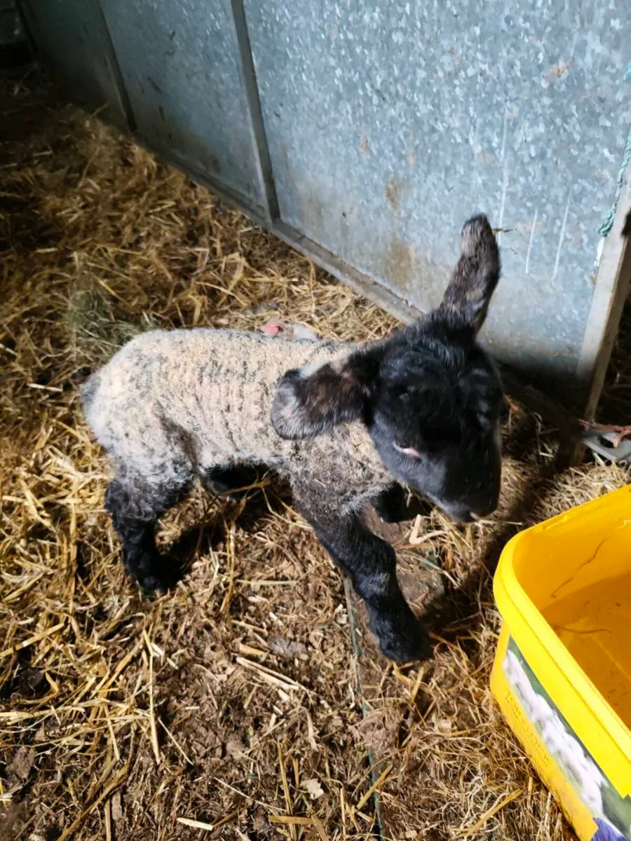 Foster lambs - Image 3