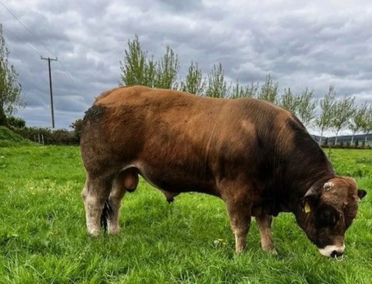 Pedigree Aubrac Bull - Image 4