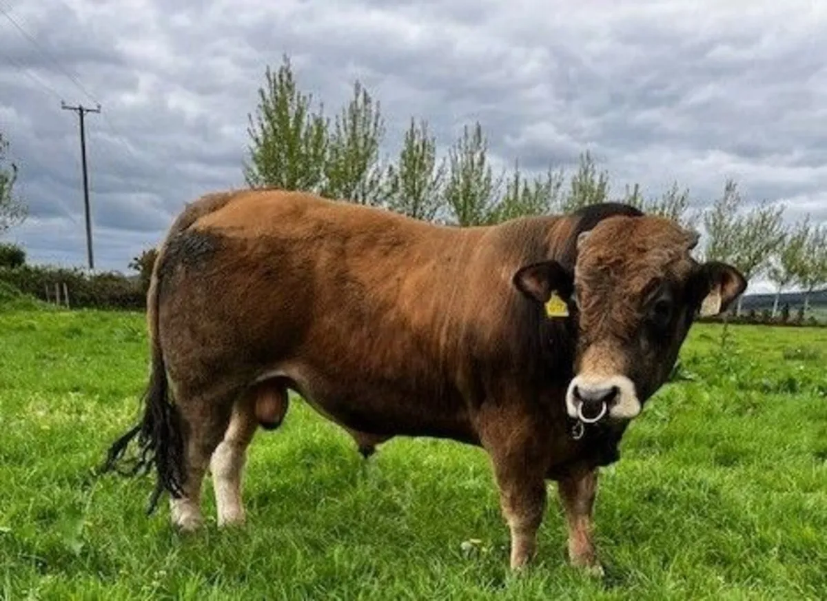 Pedigree Aubrac Bull - Image 1