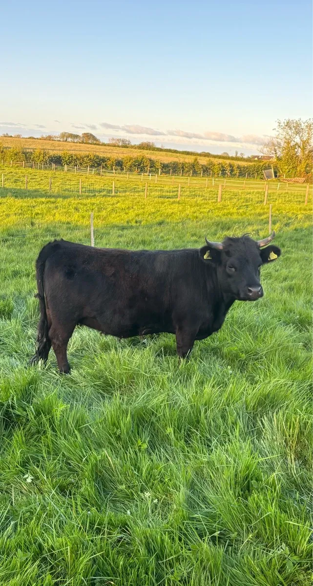 Dexter Heifer, bull & heifer calves - Image 2