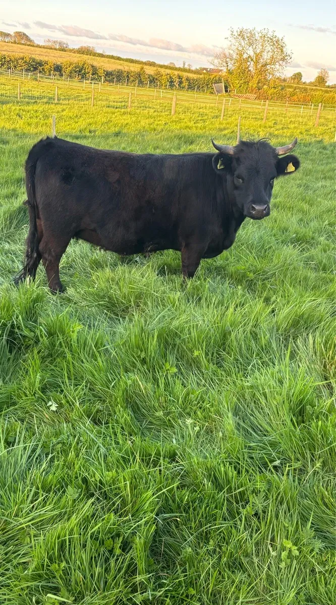 Dexter Heifer, bull & heifer calves - Image 3