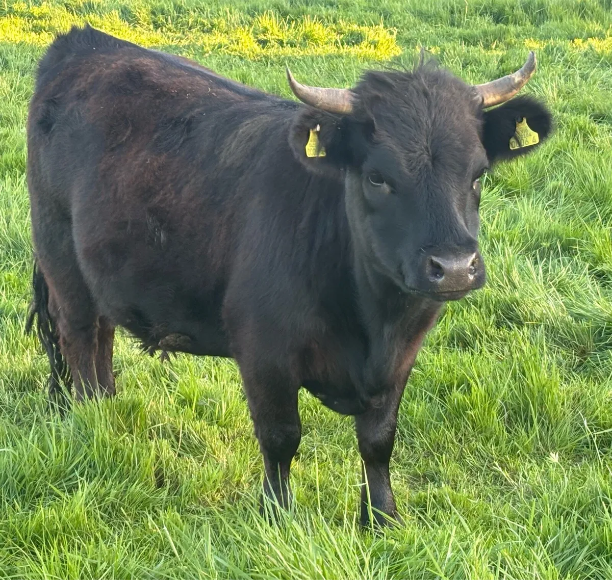 Dexter Heifer, bull & heifer calves - Image 4