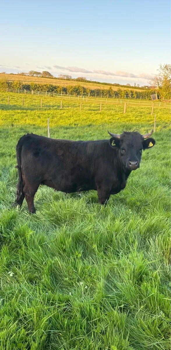 Dexter Heifer, bull & heifer calves - Image 1