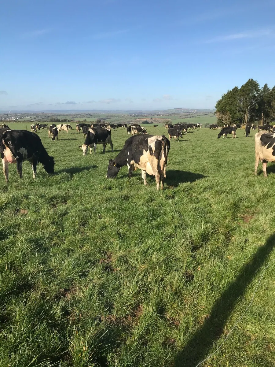 Relief Milker/ part-time summer work