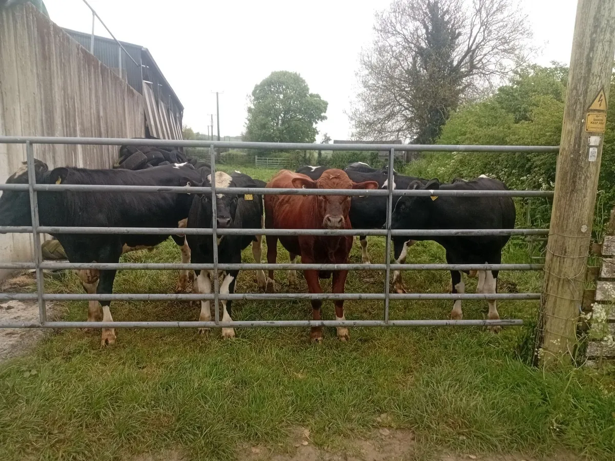 Bulls - Image 1