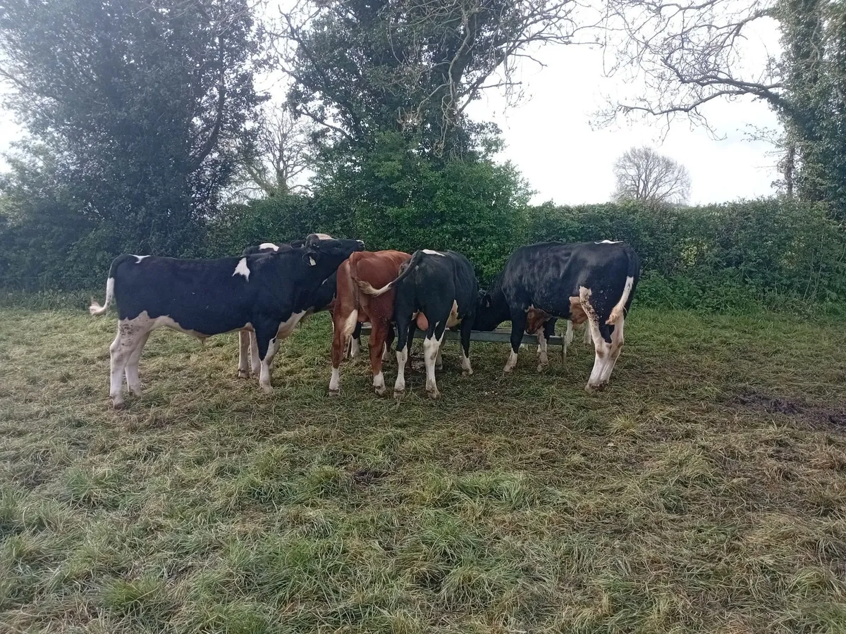 Bulls - Image 2