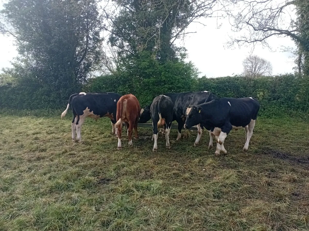 Bulls - Image 3