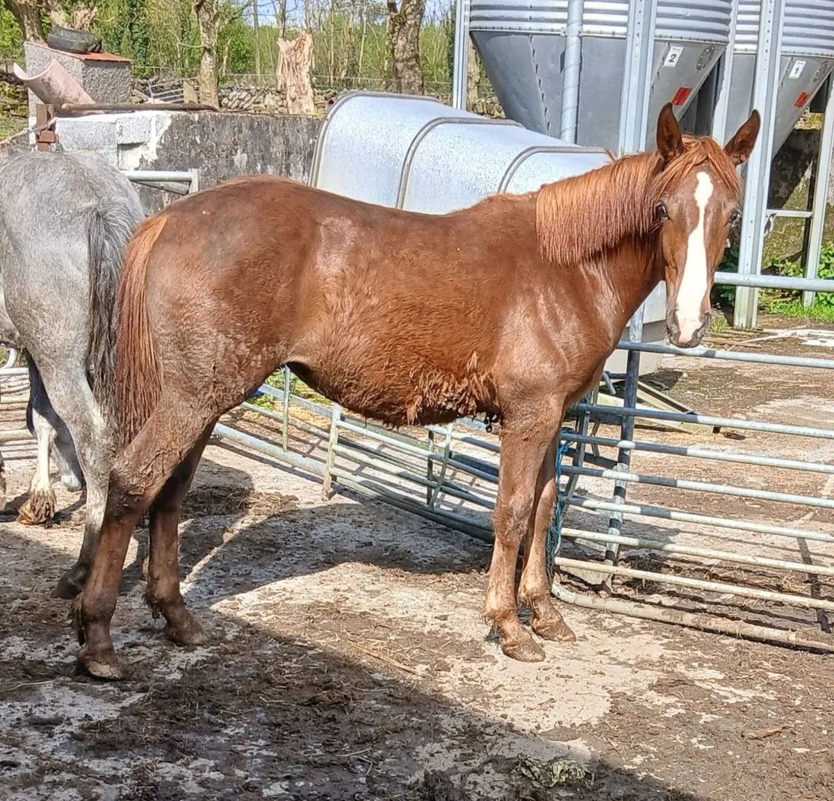 Irish Draught Yearling fillys - Image 2