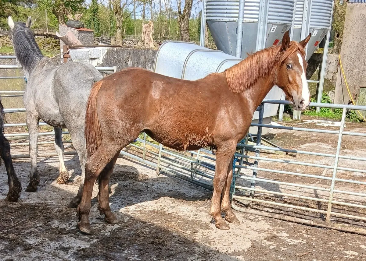 Irish Draught Yearling fillys - Image 1