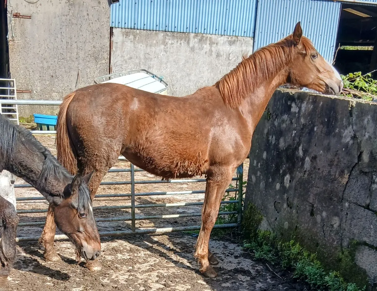Irish Draught Yearling fillys - Image 3