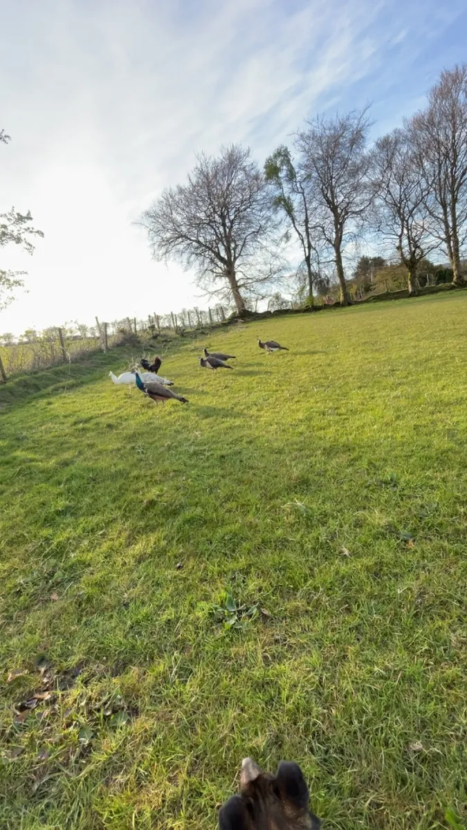 Peafowl - Image 1