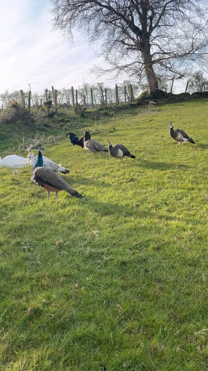 Peafowl - Image 2