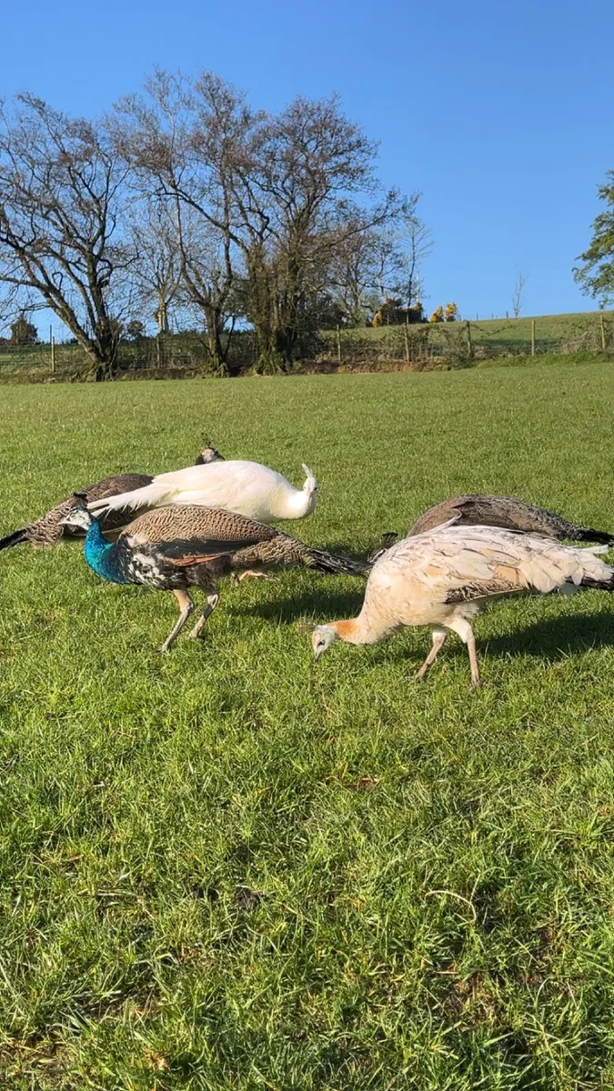 Peafowl - Image 3