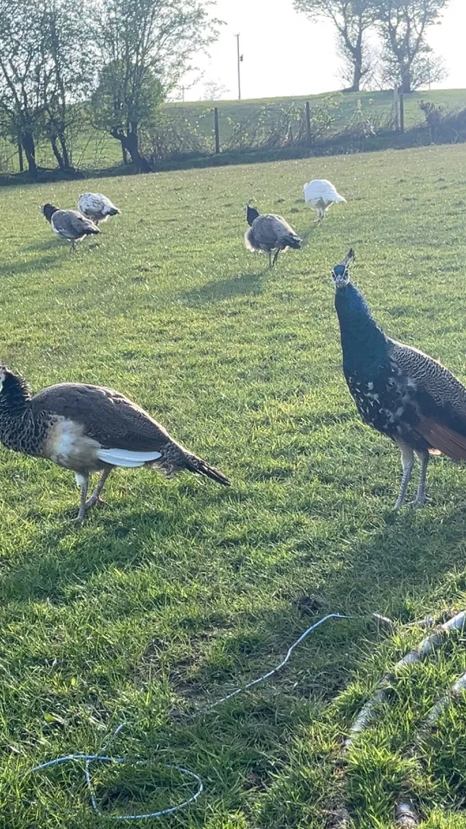 Peafowl - Image 4