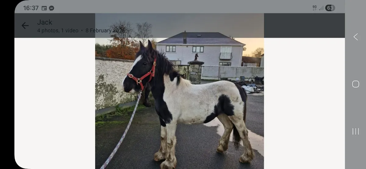 Coloured filly