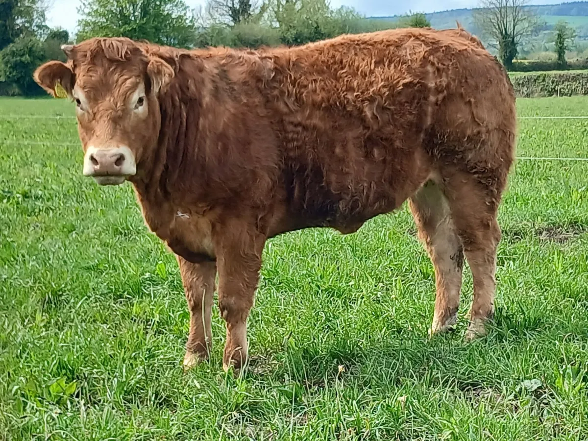PBR Heifers Q204X - Image 2