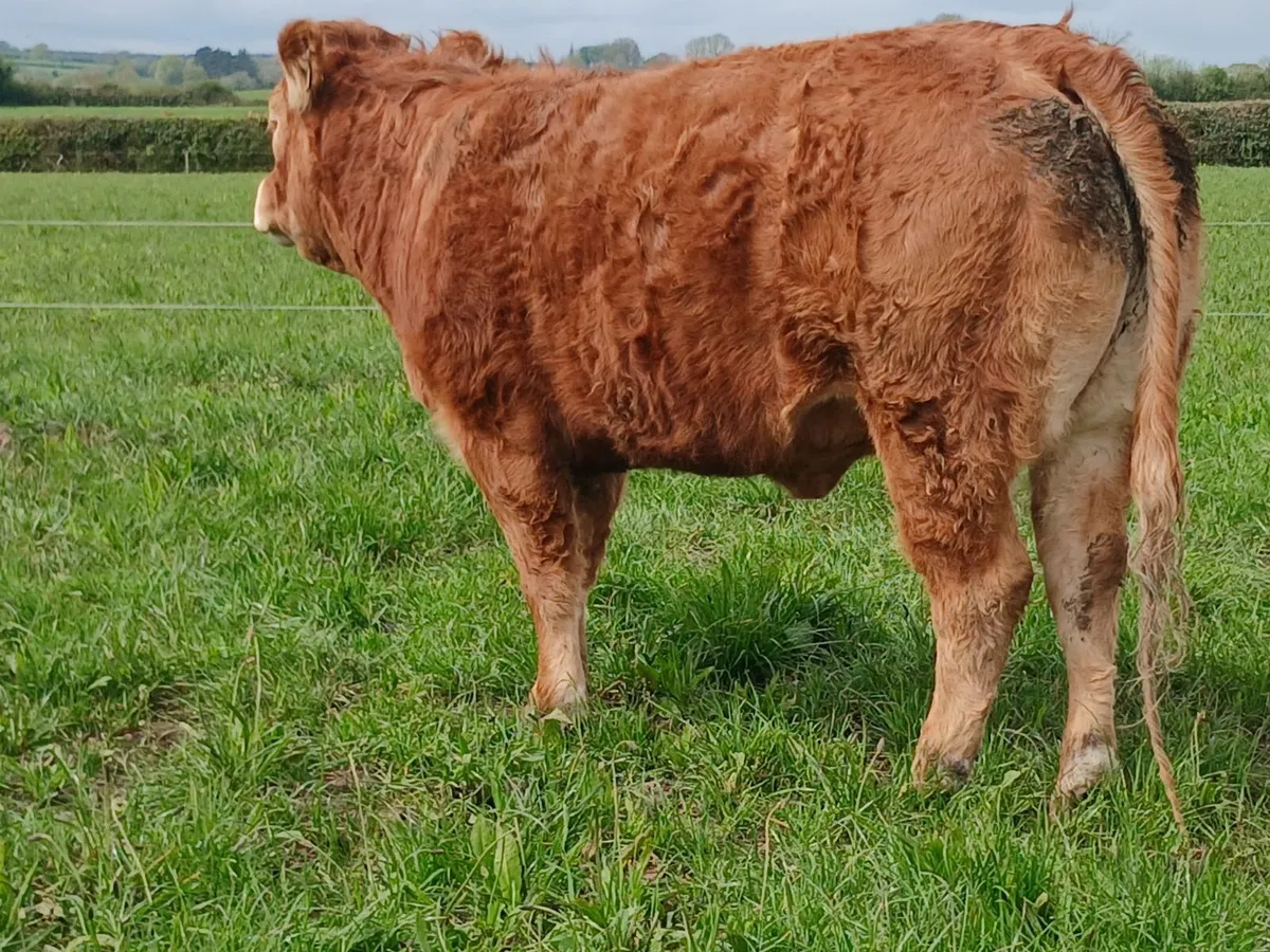 PBR Heifers Q204X - Image 3
