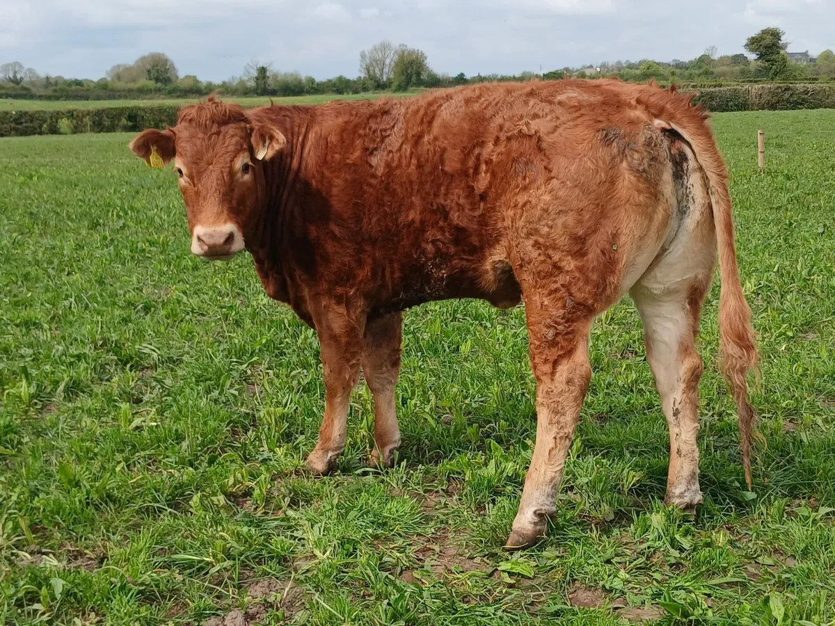 PBR Heifers Q204X - Image 4