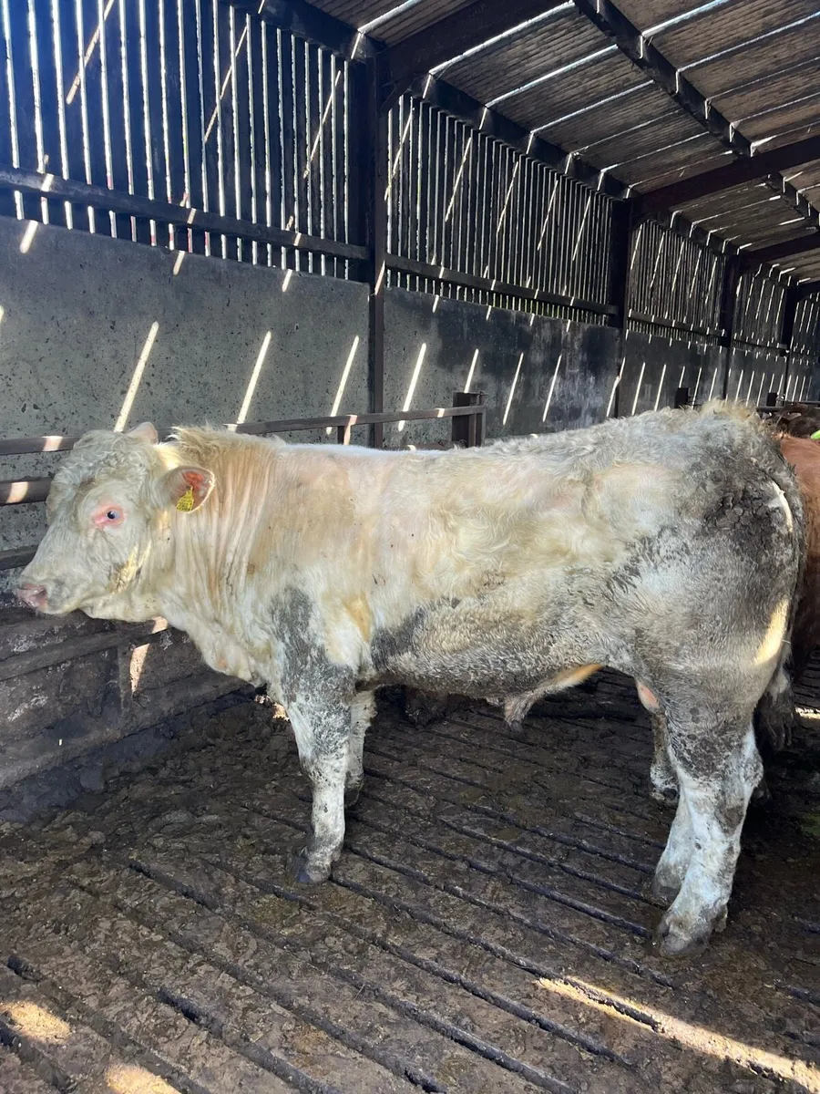 Bull - Image 1