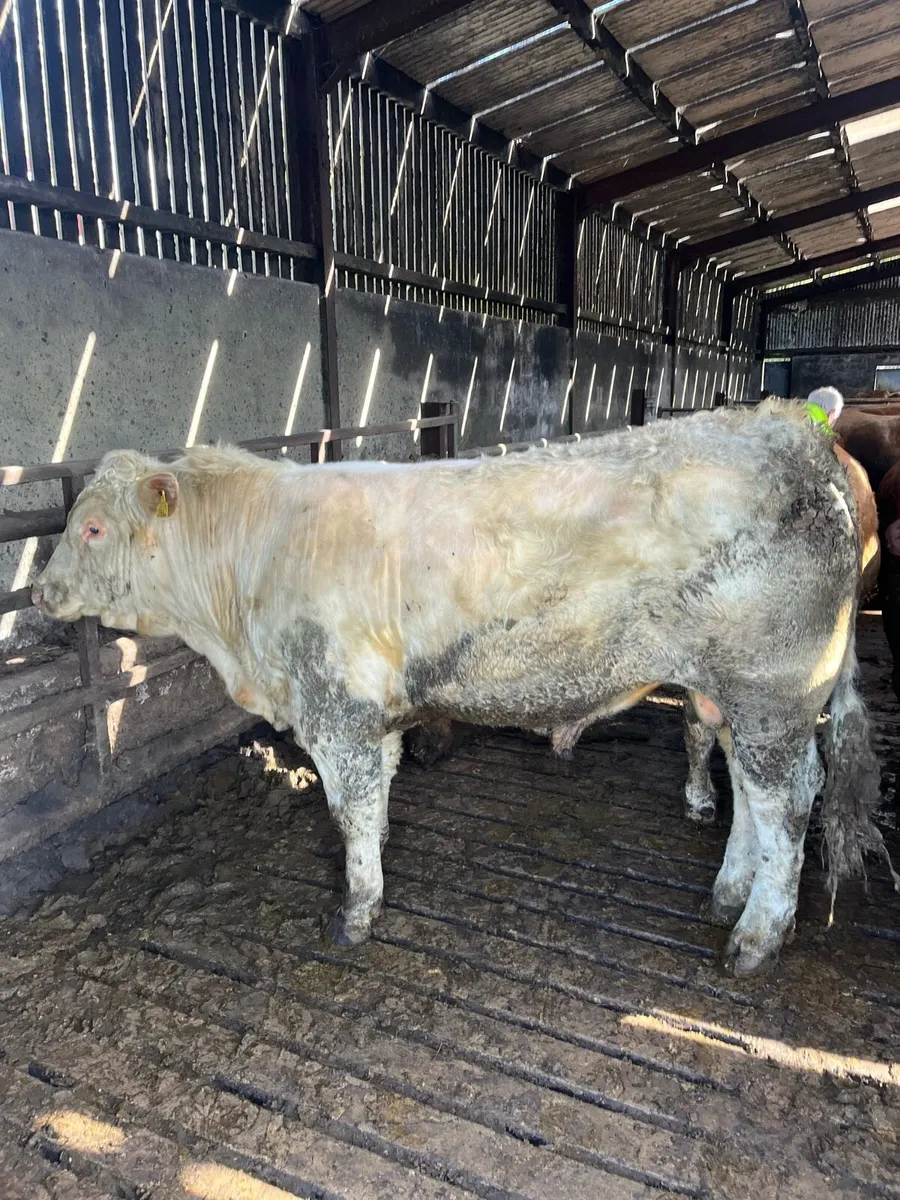 Bull - Image 2