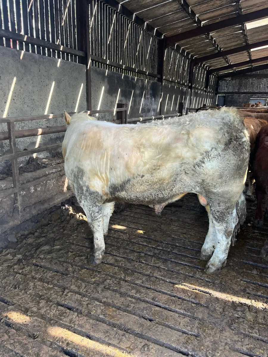 Bull - Image 3