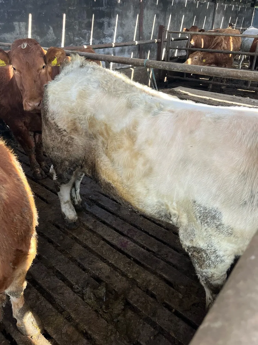 Bull - Image 4