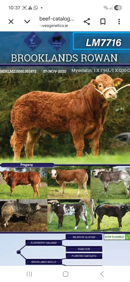 PBR Heifers Q204X - Image 1