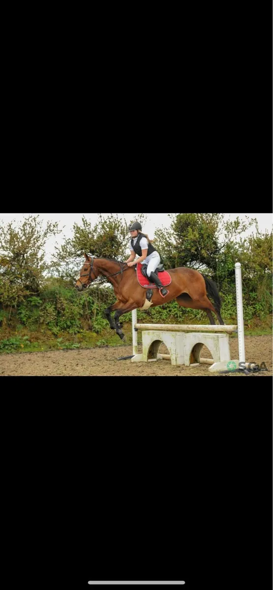 Allrounder - Image 3