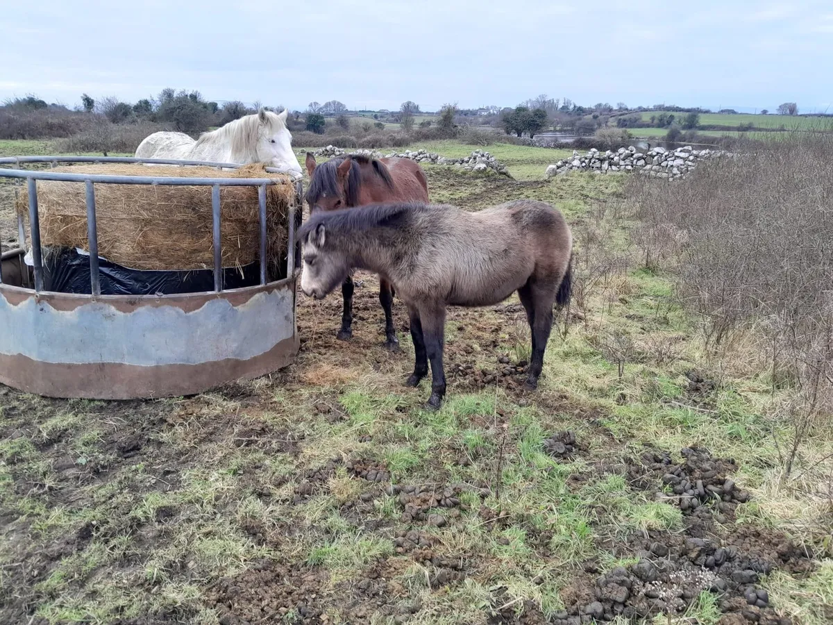 Class 1 Connemara clots for sale - Image 2