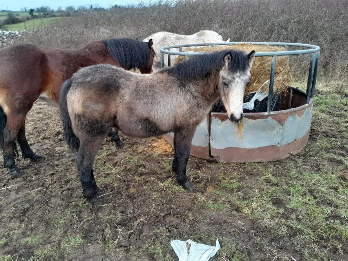 Class 1 Connemara clots for sale - Image 3